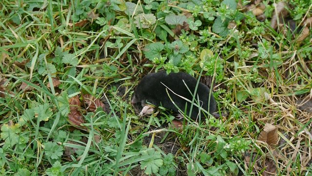 mole on grass