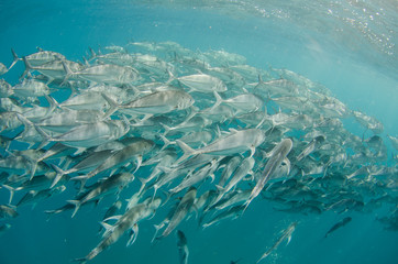 Trevally baitball © leonardogonzalez