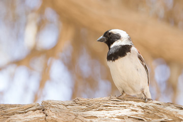 Cape Sparrow (Passer melanurus)