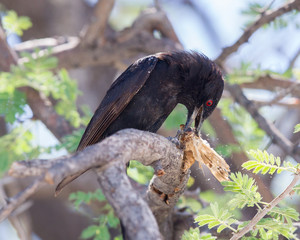 Fork-tailed Drongo eating a large insect