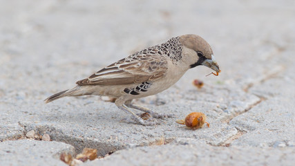 Cape Sparrow (Passer melanurus)