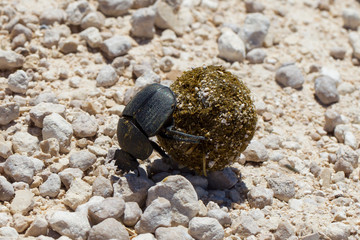 Dung beetle
