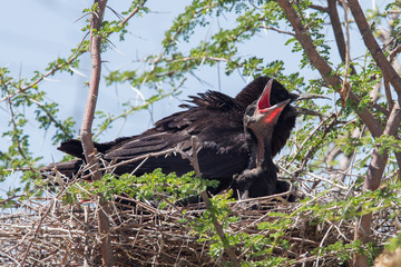 Cape crow (Corvus capensis)