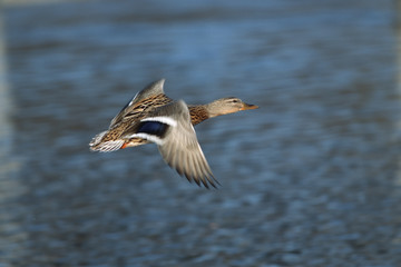 Stockente im Flug