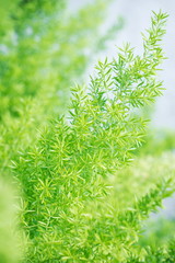 Asparagus Fern