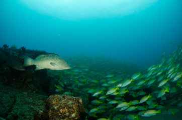 Grouper, pacific reefs.