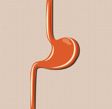 Human stomach simple design