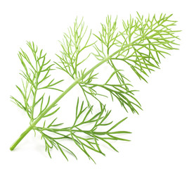 Green dill isolated on a white background.