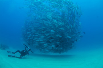 Trevally baitball © leonardogonzalez
