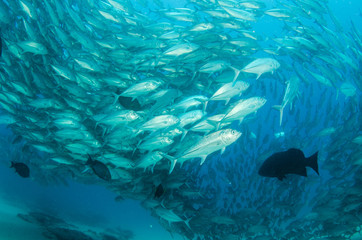 Trevally baitball © leonardogonzalez