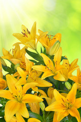 Obraz premium Yellow Lily on green background