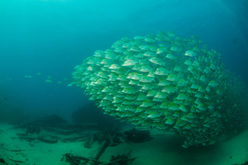 Obraz premium grunts and snapper, Baja california