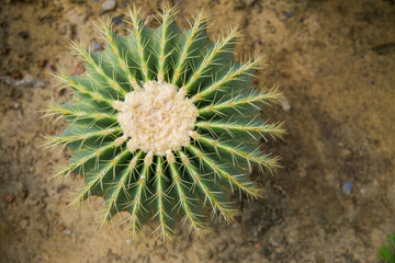 Echino cactus on desert field1