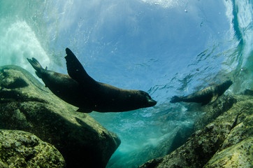 Californian sea lion (zalophus californianus)