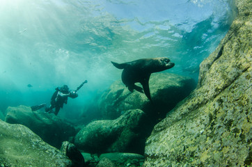 Fototapeta premium Californian sea lion (zalophus californianus)