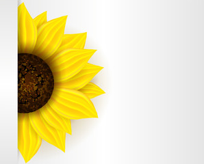 Background with sunflower