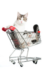 Katze im Einkaufswagen