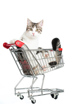 Katze im Einkaufswagen