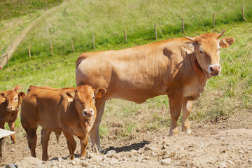 Cows grazing in a meadow 