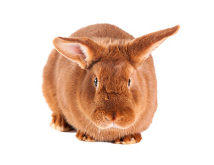 Purebred rabbit. Isolated on white background