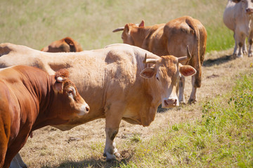 Cows grazing in a meadow 