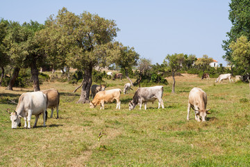 Obraz premium greek cows