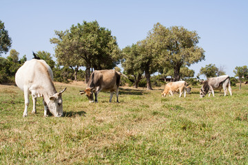 Chalkidiki cows