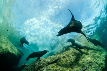 Fototapeta premium Californian sea lion (zalophus californianus)