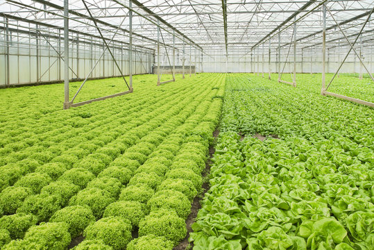 Growing salad plants in glasshouse