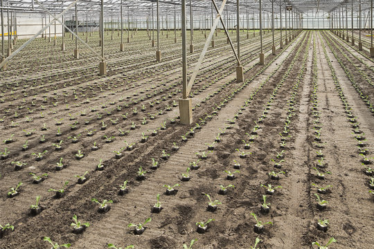 Planting new young andive plants in glasshouse