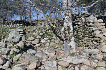 Tronco nacido entre piedras, Hervás, España