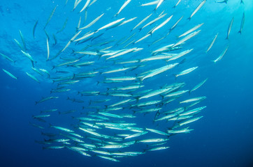 Fototapeta na wymiar silver fish, sea of cortez