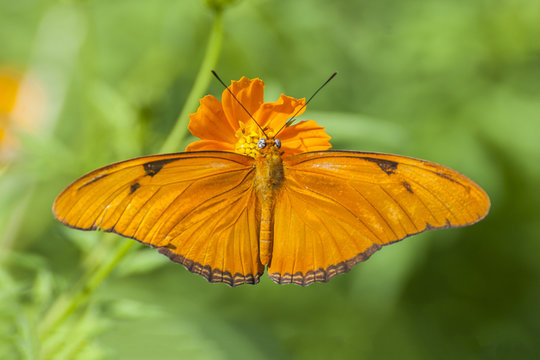 mariposa naranja