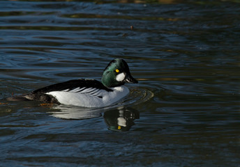 Common Goldeneye