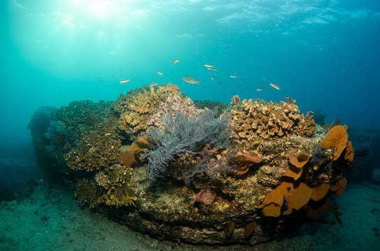 Pacific reefs