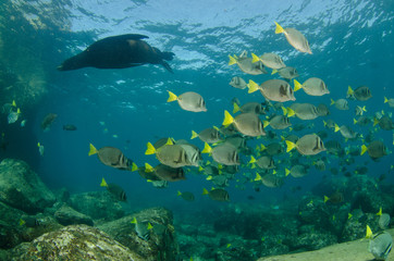 Californian sea lion (zalophus californianus)