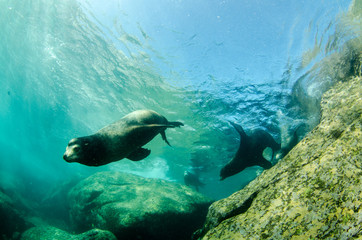 Fototapeta premium Californian sea lion (zalophus californianus)