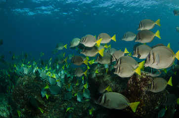 Fototapeta na wymiar Surgeonfish, pacific reefs