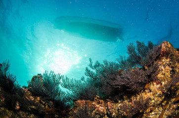 Fototapeta premium Pacific reefs