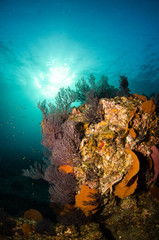 Fototapeta premium Pacific reefs