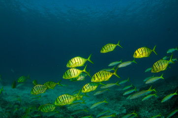 Pilotfish © leonardogonzalez