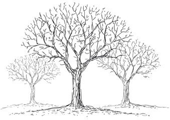 alberi spogli