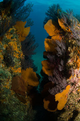 Fototapeta premium Pacific reefs