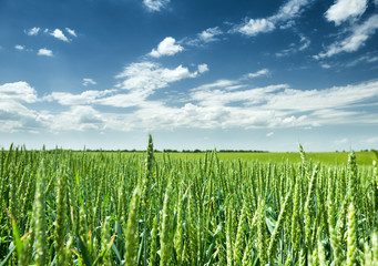 green wheat field and blue sky spring landscape