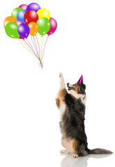 Hund mit Luftballons