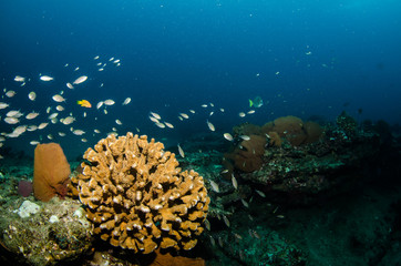 Pacific reefs