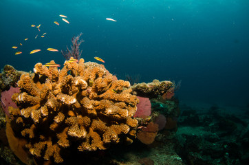 Pacific reefs
