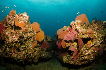 Fototapeta premium Pacific reefs
