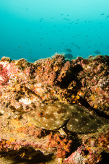Pacific reefs