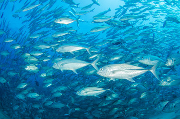 Trevally Baitball © leonardogonzalez